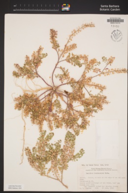 Lepidium lasiocarpum subsp. lasiocarpum image