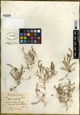 Astragalus leptaleus image