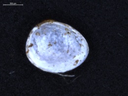 Pisidium punctatum image