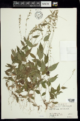 Panicum pulchellum image