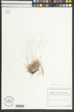 Image of Agrostis inconspicua