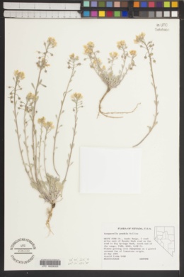 Physaria pendula image