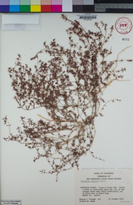 Image of Euphorbia revoluta