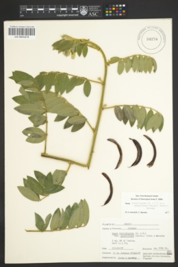 Senna foetidissima var. grandiflora image