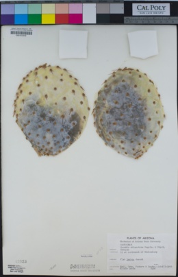 Image of Opuntia chlorotica
