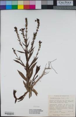 Stemodia lanceolata image