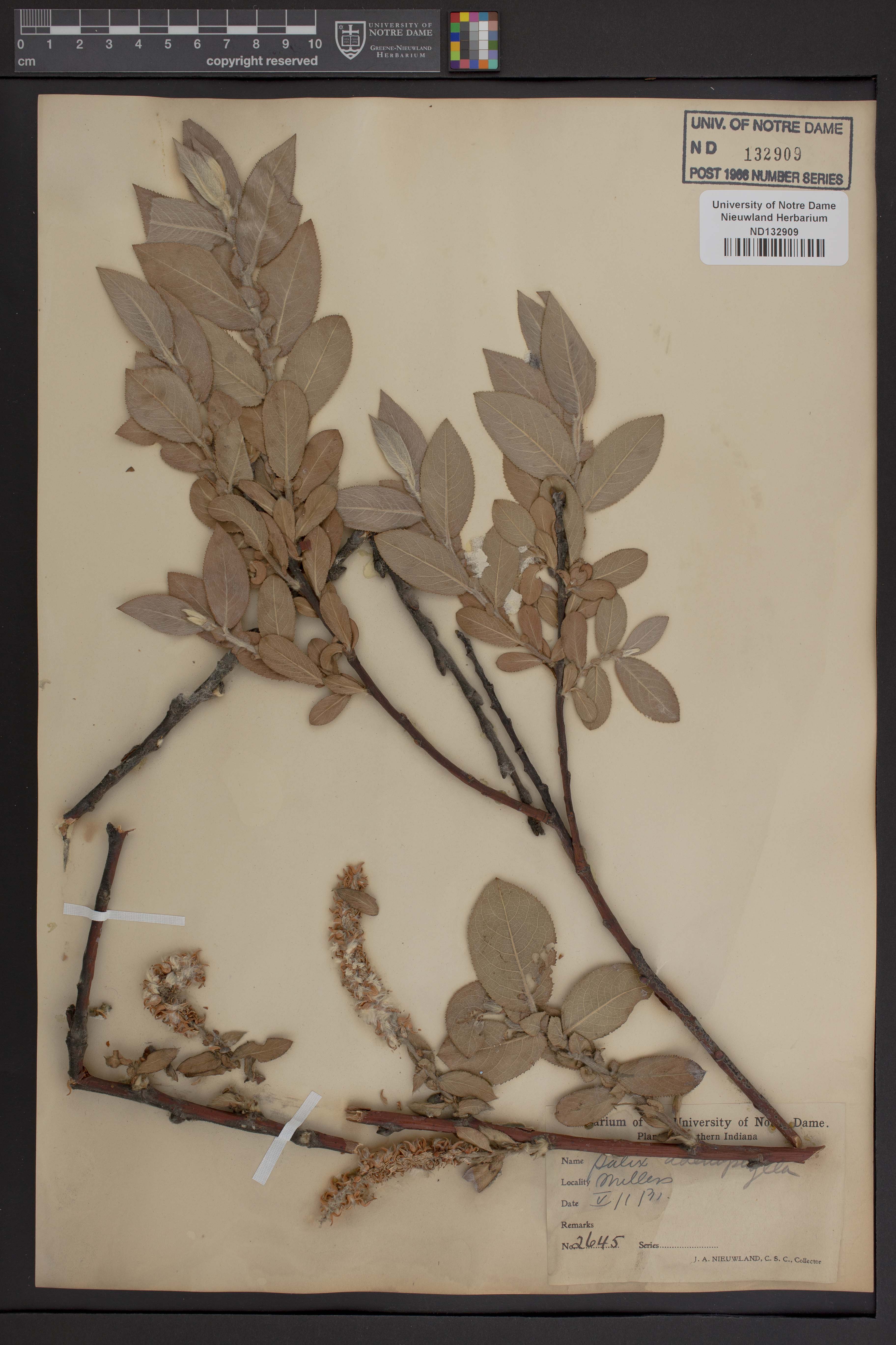 Image of Salix adenophylla