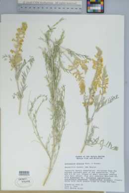 Astragalus albulus image
