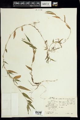 Ichnanthus nemorosus image