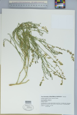Astragalus egglestonii image