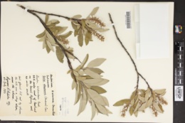 Salix alaxensis subsp. longistylis image