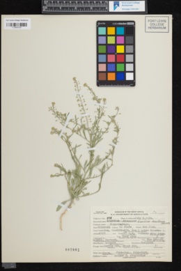 Image of Lepidium ramosum