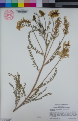 Image of Astragalus trichopodus
