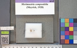 Image of Merimnetria compsodelta