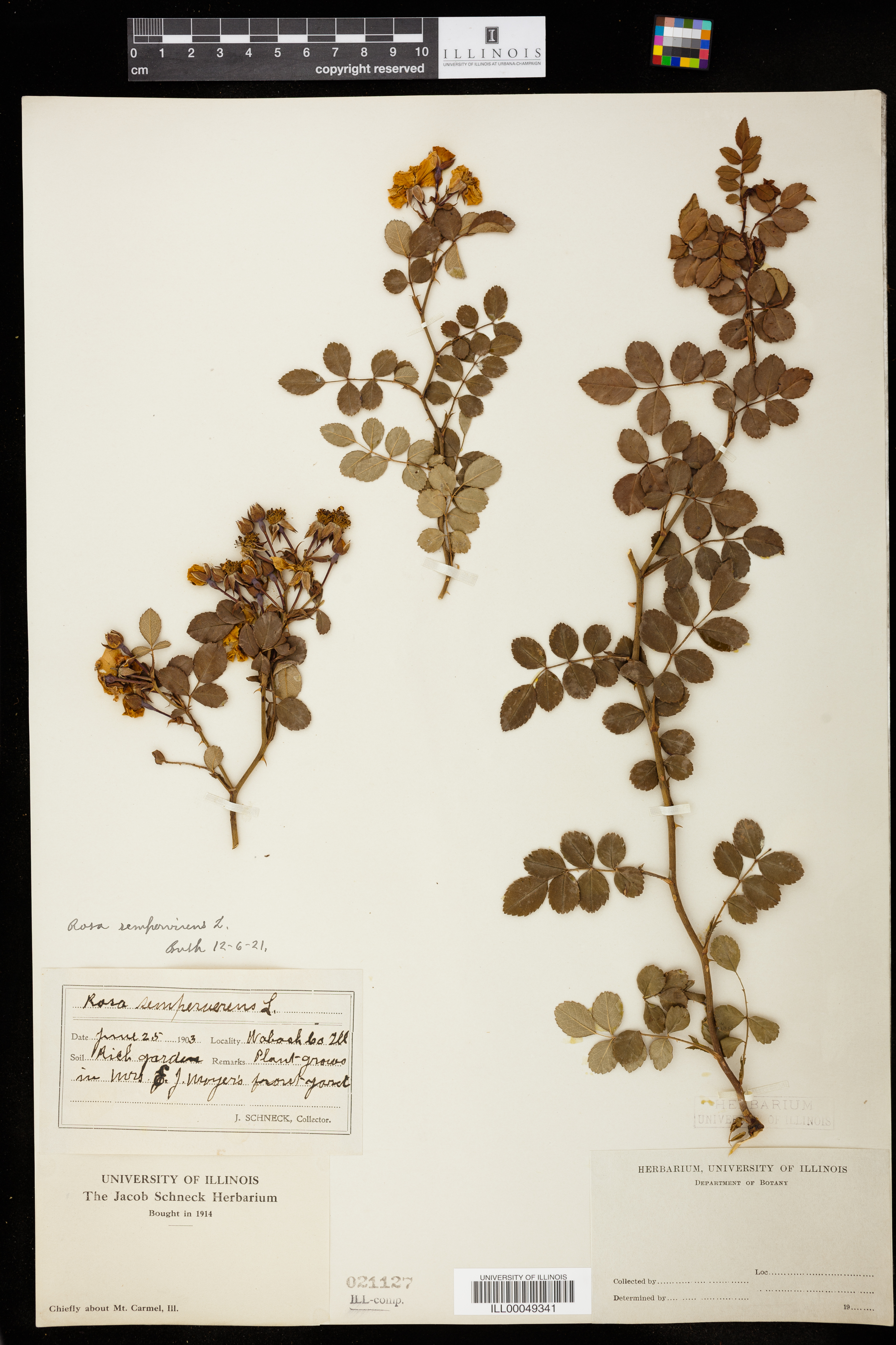 Image of Rosa sempervirens