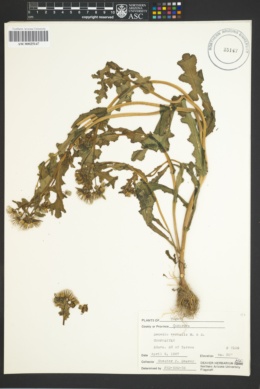 Senecio leucanthemifolius subsp. vernalis image