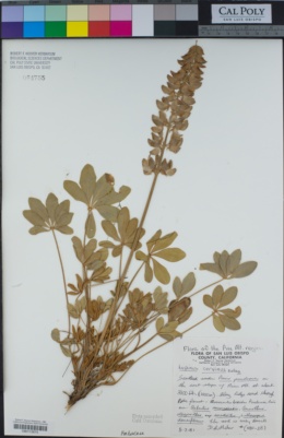 Image of Lupinus cervinus