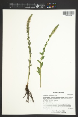 Synthyris plantaginea image