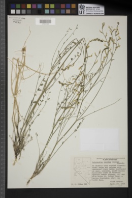 Astragalus remotus image