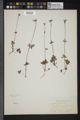 Lithophragma parvifolia image