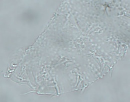Calohypsibius ornatus image
