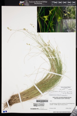 Image of Carex howei
