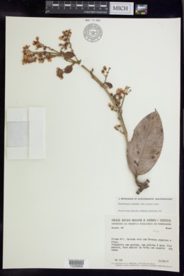 Banisteriopsis anisandra image