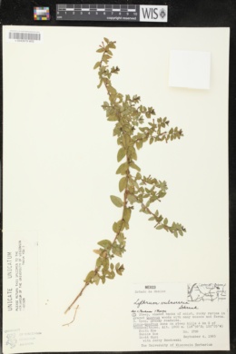 Image of Lythrum vulneraria
