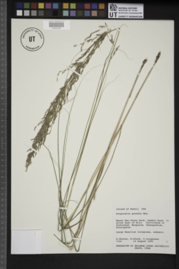 Eragrostis grandis image