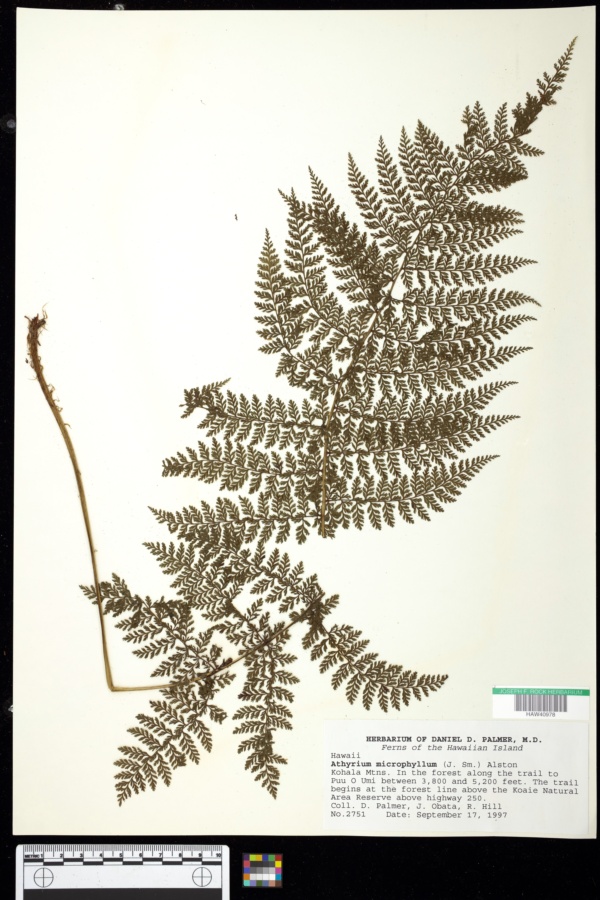 Athryium microphyllum image