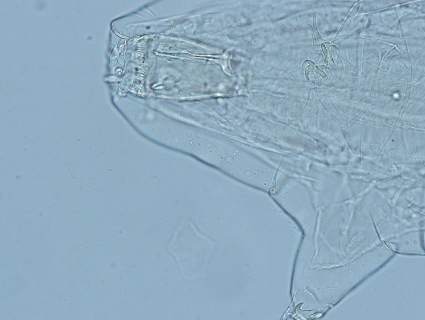Milnesium eurystomum image
