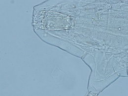 Milnesium eurystomum image