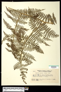 Hypolepis hawaiiensis var. hawaiiensis image
