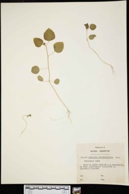 Image of Hibiscus diversifolius