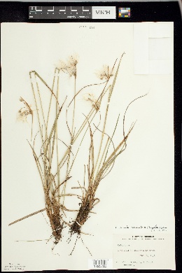 Eriophorum viridicarinatum image