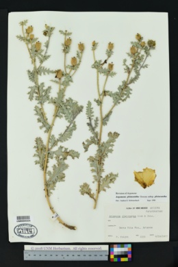 Argemone pleiacantha subsp. pleiacantha image