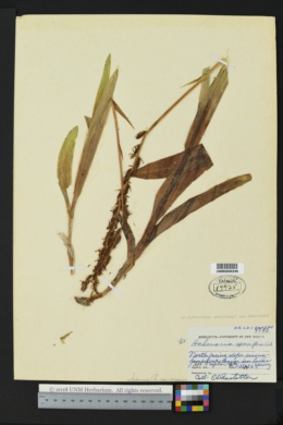 Platanthera sparsiflora var. sparsiflora image