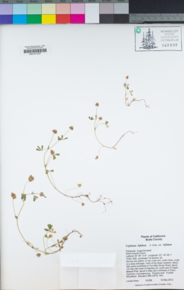 Trifolium bifidum var. bifidum image