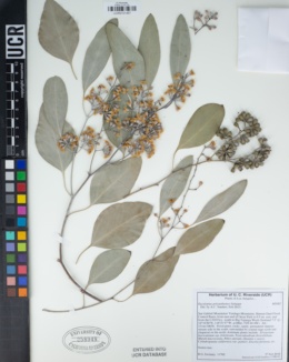 Eucalyptus polyanthemos image