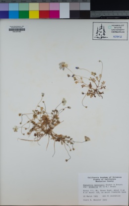 Nemophila menziesii var. atomaria image