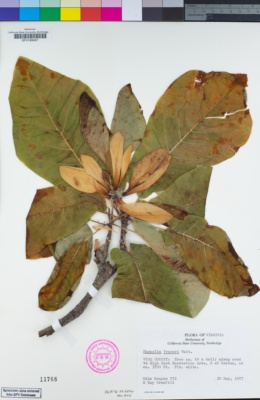 Image of Magnolia fraseri