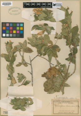 Macrosiphonia hesperia image