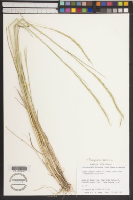 Image of Roegneria sinica