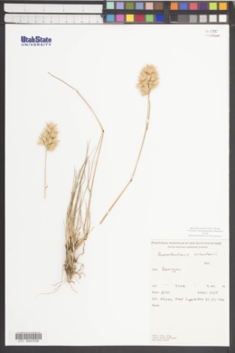 Austrodanthonia richardsonii image