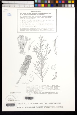 Prosopis humilis image