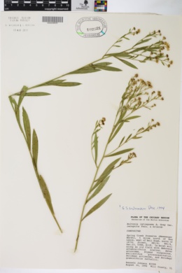 Boltonia latisquama image