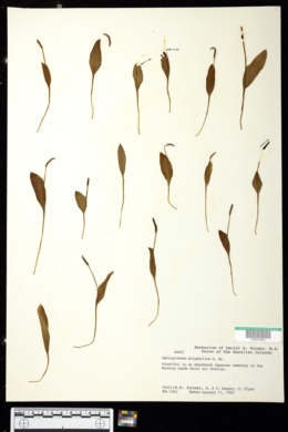 Image of Ophioglossum polyphyllum