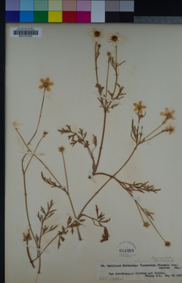Ranunculus flammula var. reptans image