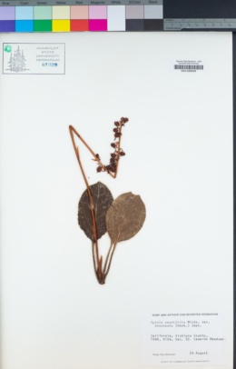 Pyrola asarifolia subsp. bracteata image