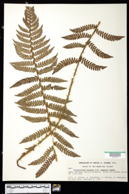 Polystichum bonseyi image